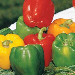 Pepper Mini Bell Mix - McKenzie Seeds - Image 4