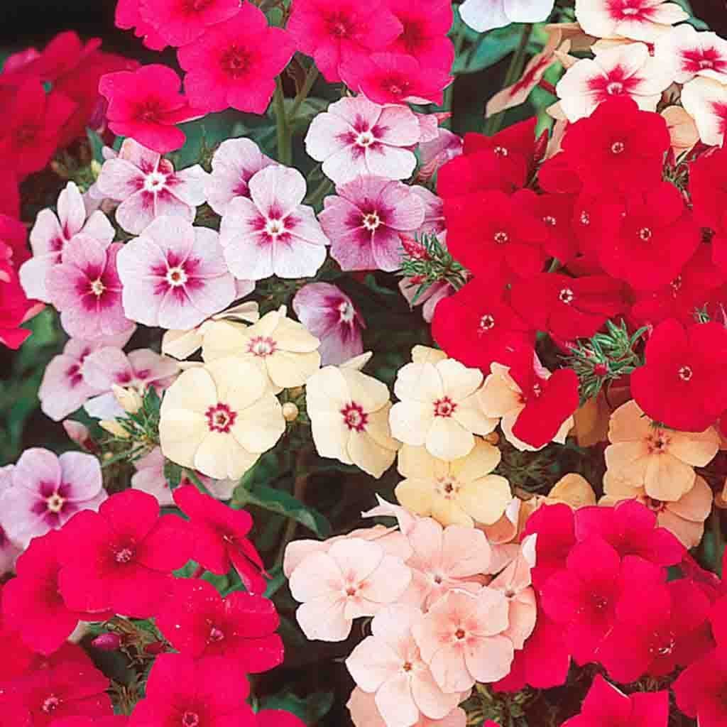 Phlox Dwarf Beauty Mix - McKenzie Seeds - Image 3
