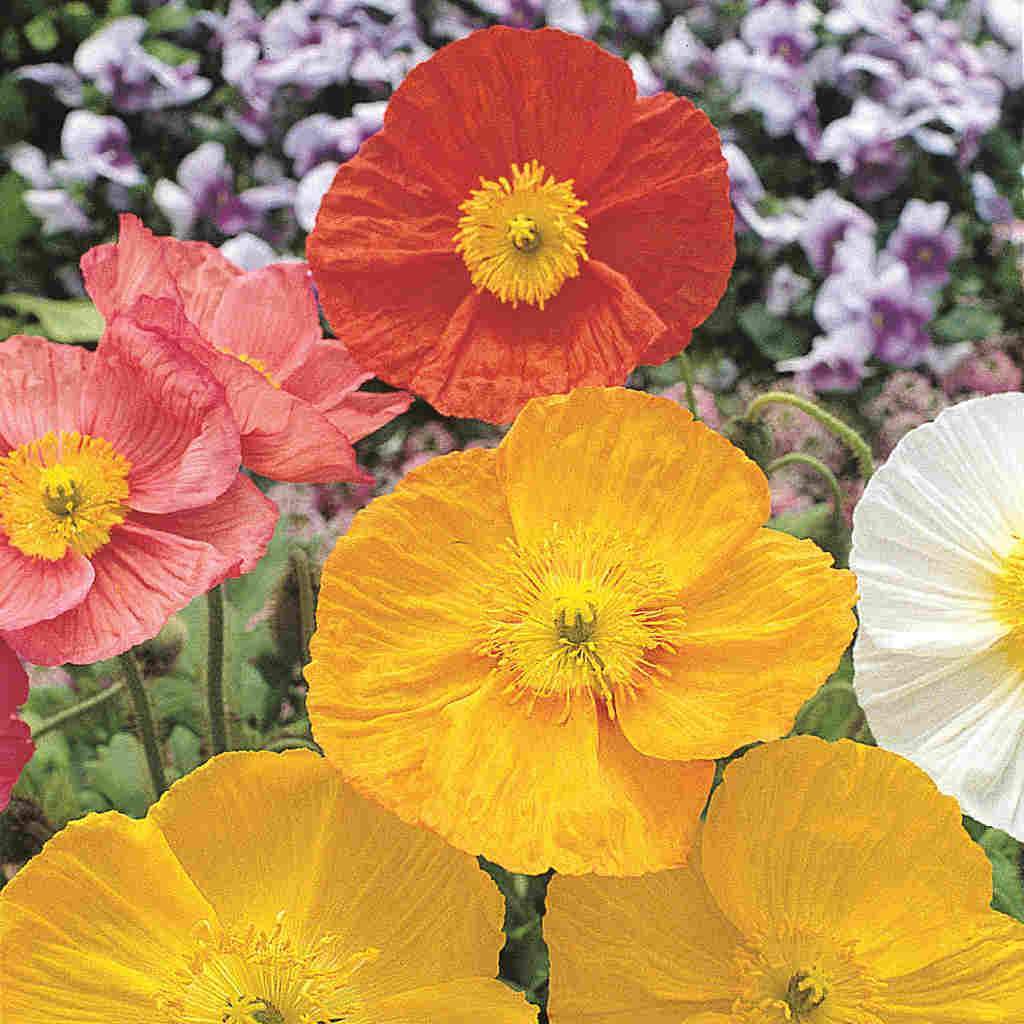 Poppy Iceland Mixed Colors - Cornucopia Seeds