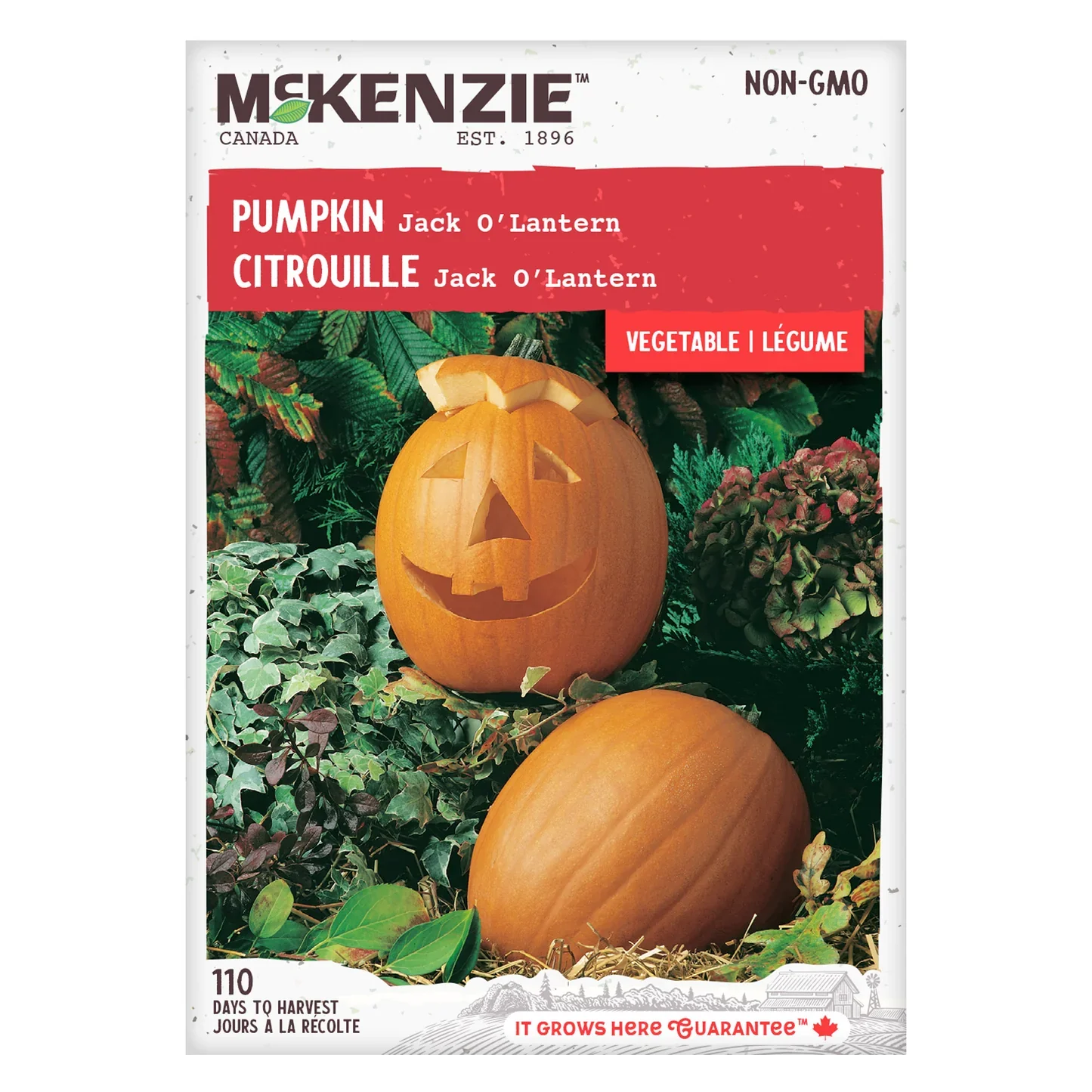 Pumpkin Jack O'Lantern - McKenzie Seeds