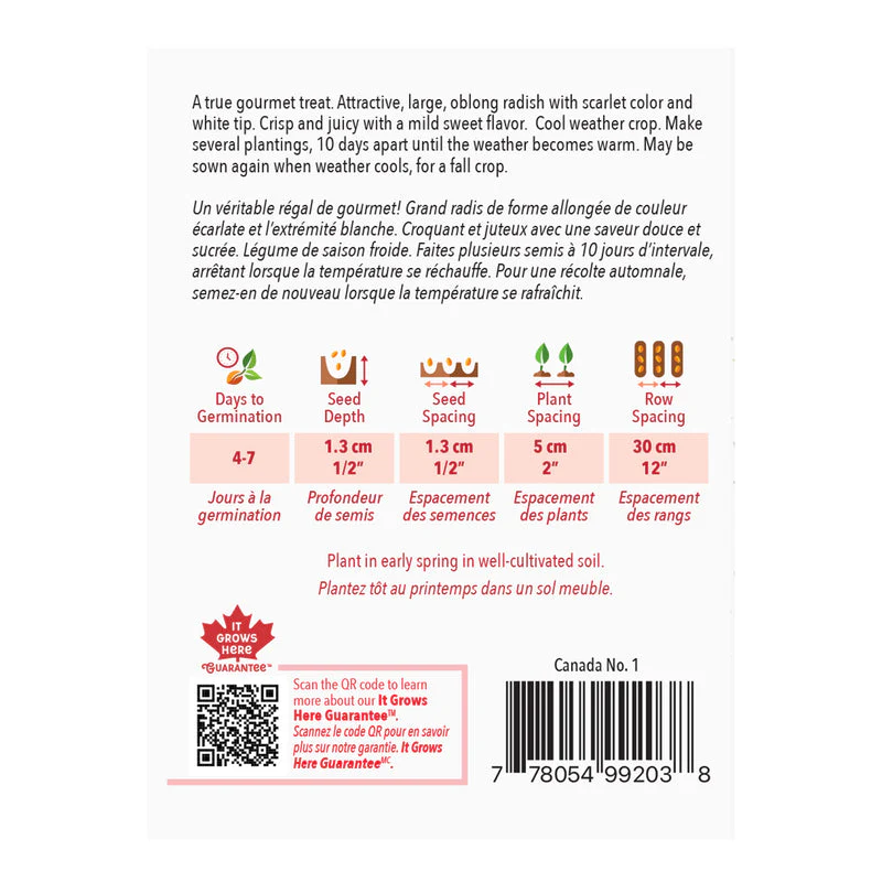 Radish French Breakfast - McKenzie Seeds - Image 2