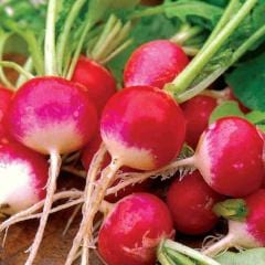 Radish Sparkler White Tip - McKenzie Seeds - Image 2