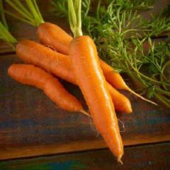 Carrot Red Cored Chantenay, Seed Tape  - McKenzie Seeds - Image 3
