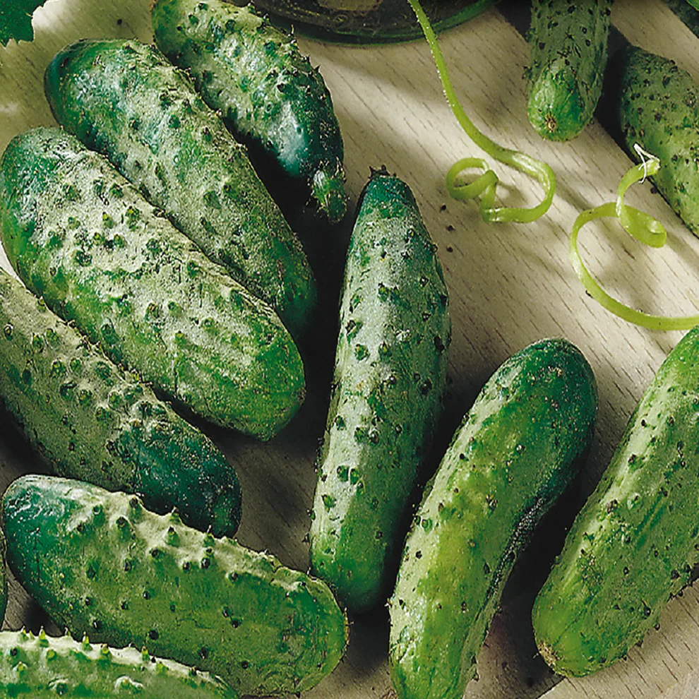 Cucumber National Pickling, Seed Tape - McKenzie Seeds - Image 3