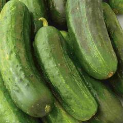 Cucumber National Pickling, Seed Tape - McKenzie Seeds - Image 4