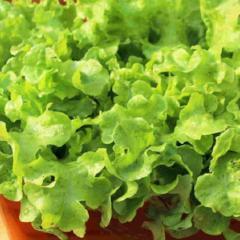 Lettuce Grand Rapids, Seed Tape - McKenzie Seeds - Image 2