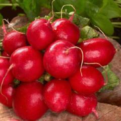 Radish Cherry Belle, Seed Tape - McKenzie Seeds - Image 2