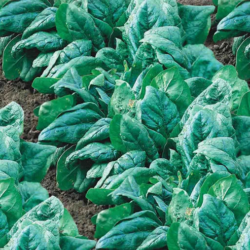 Spinach King of Denmark - McKenzie Seeds - Image 3