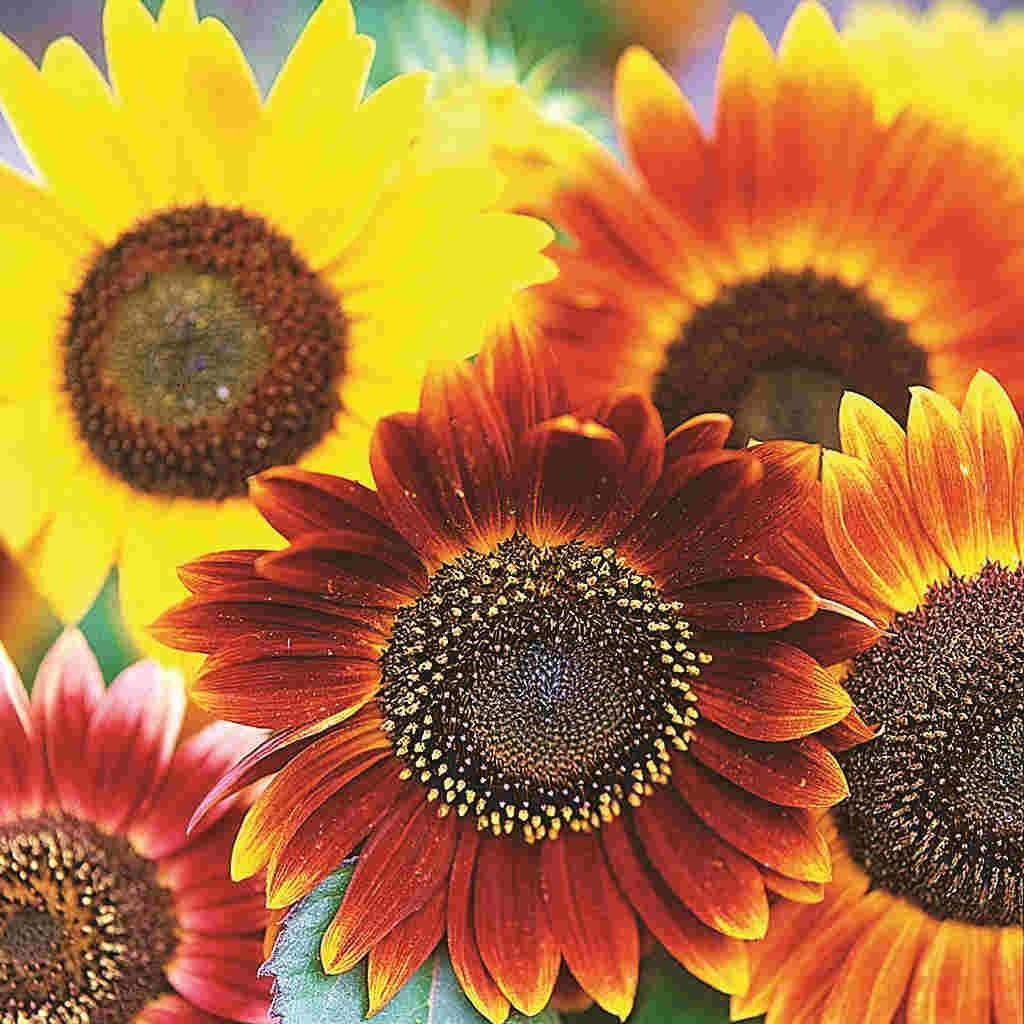 Sunflower Autumn Beauty - McKenzie Seeds - Image 2