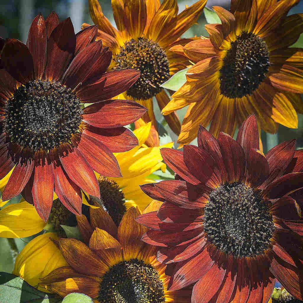 Sunflower Evening Sun - McKenzie Seeds - Image 2