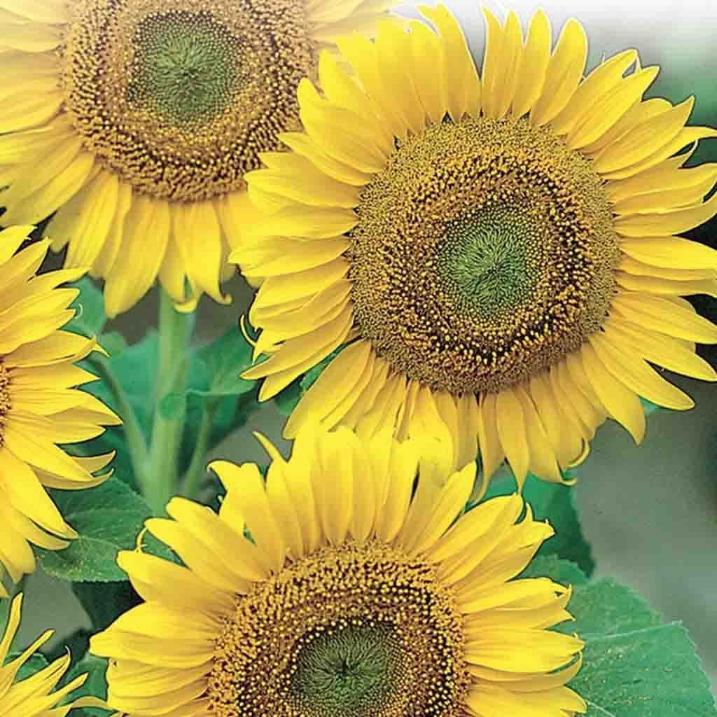 Sunflower Large Seeded Tall - McKenzie Seeds - Image 2