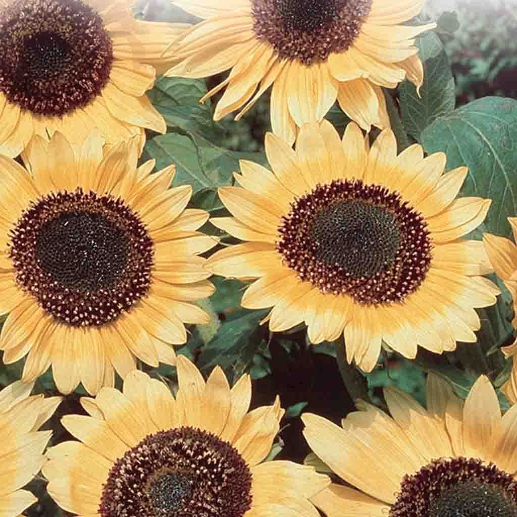 Sunflower Lemon Queen - McKenzie Seeds - Image 3