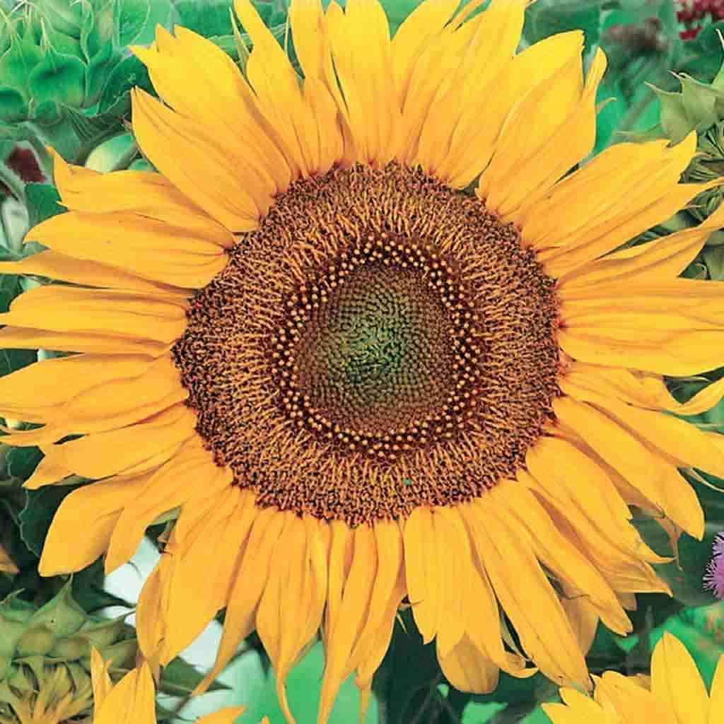 Sunflower Sunspot - McKenzie Seeds - Image 3