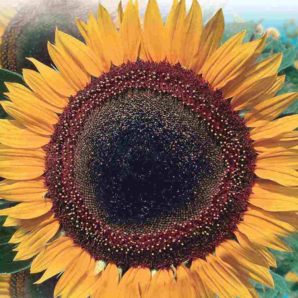 Sunflower Taiyo - McKenzie Seeds - Image 2