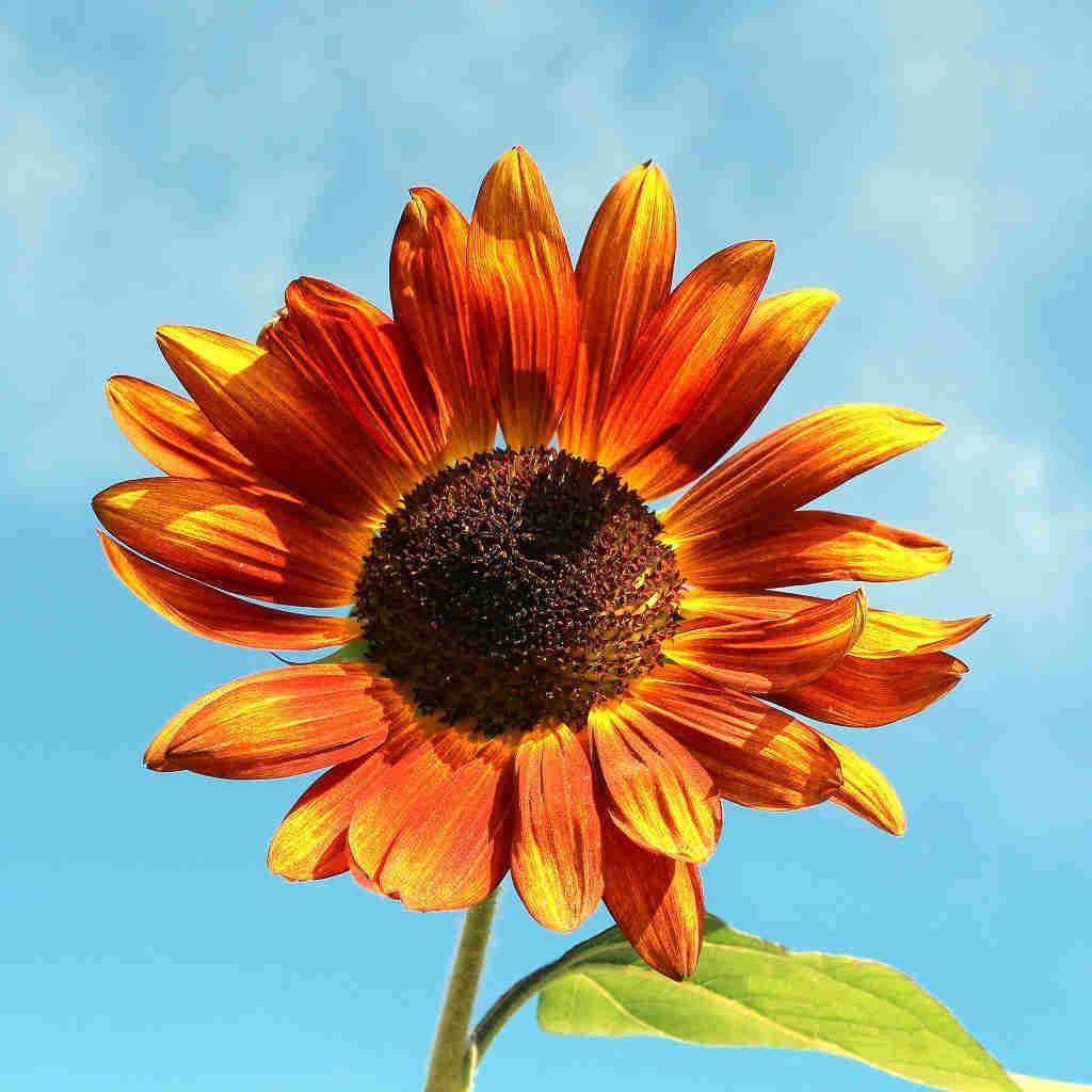 Sunflower Velvet Queen - McKenzie Seeds - Image 2