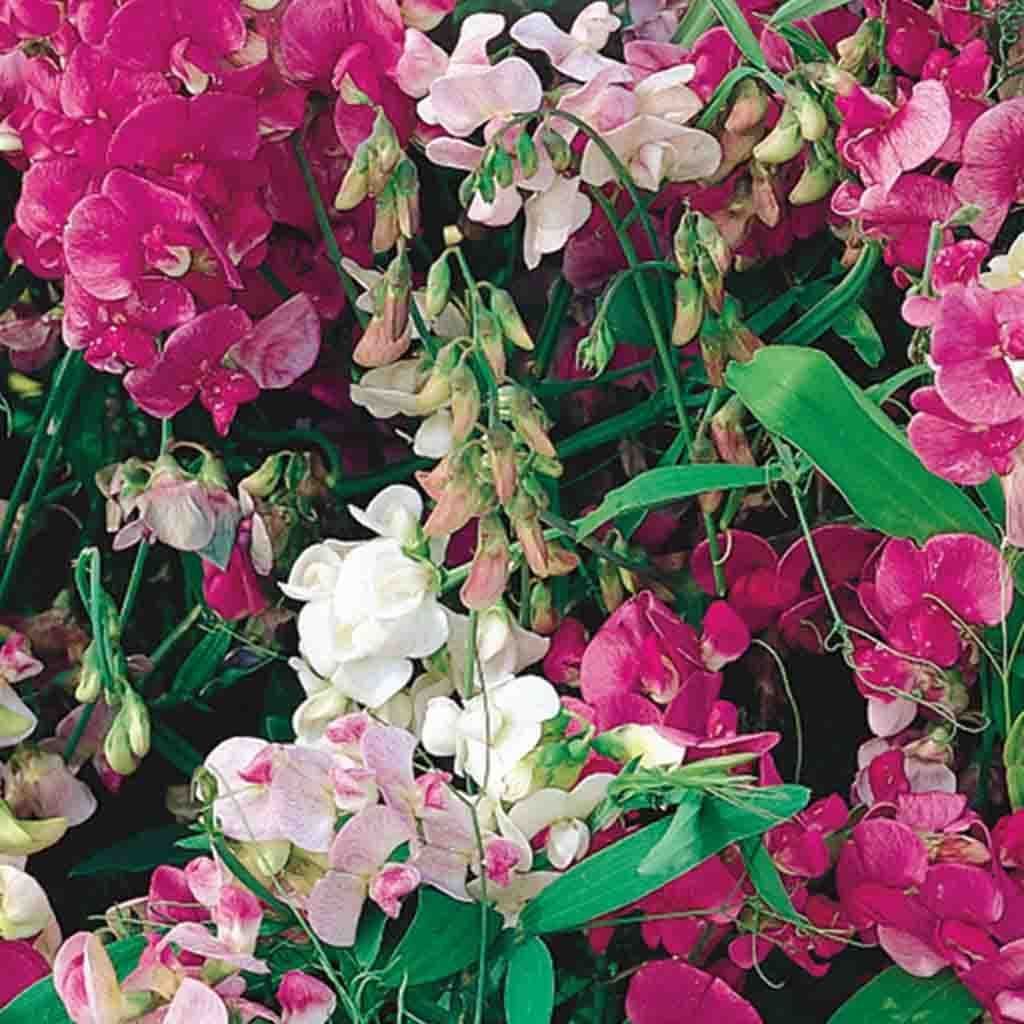Sweet Pea Everlasting - McKenzie Seeds - Image 3