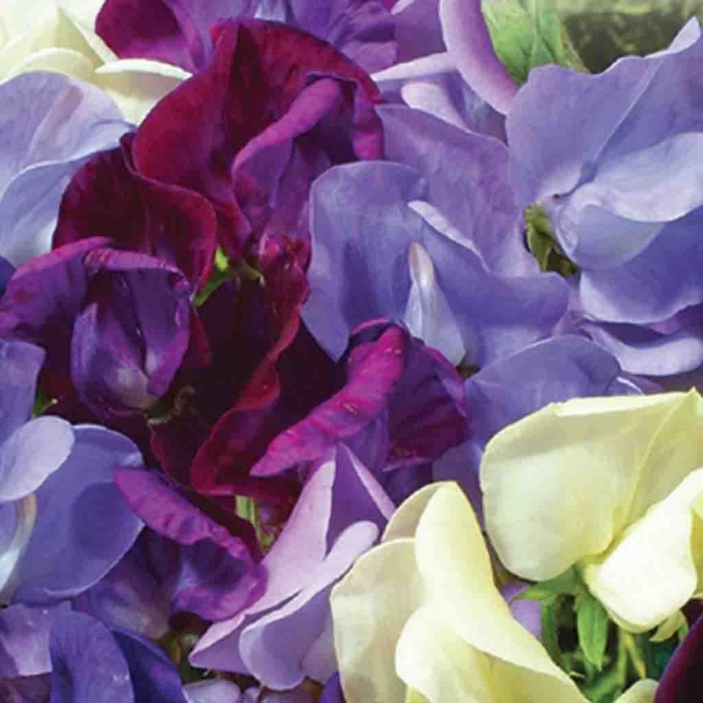Sweet Pea Ocean Foam - McKenzie Seeds - Image 3