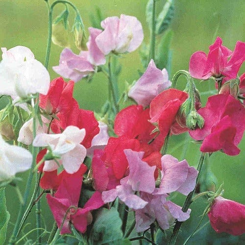 Sweet Pea Royal Family Mixed Jumbo Pack  - McKenzie Seeds - Image 2