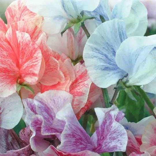 Sweet Pea Streamers Mix - McKenzie Seeds - Image 2