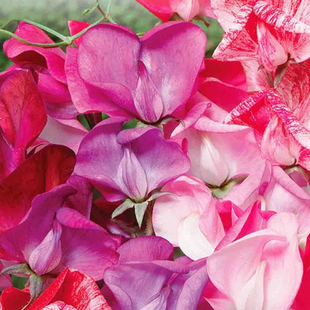 Sweet Pea Sugar & Spice - McKenzie Seeds - Image 2
