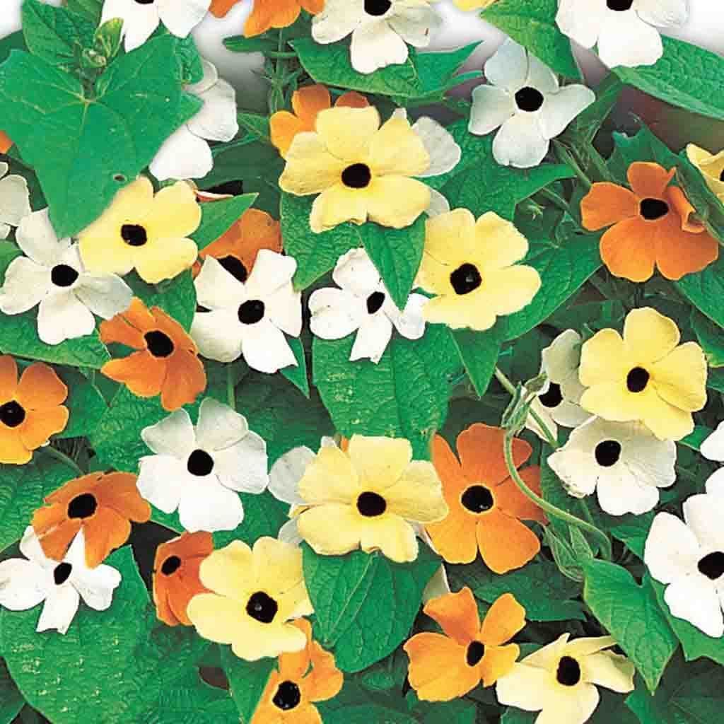 Thunbergia Vine Black Eyed Susan - McKenzie Seeds - Image 3