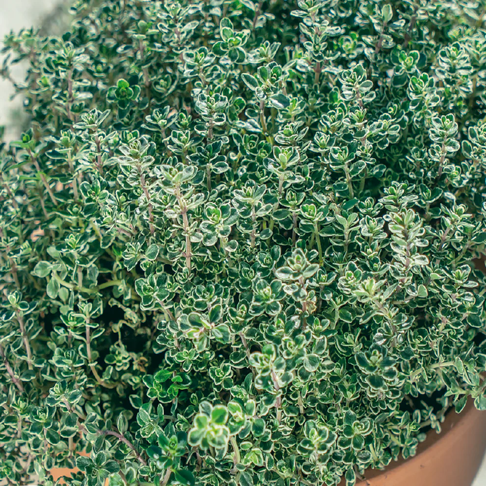 Thyme - McKenzie Seeds - Image 3