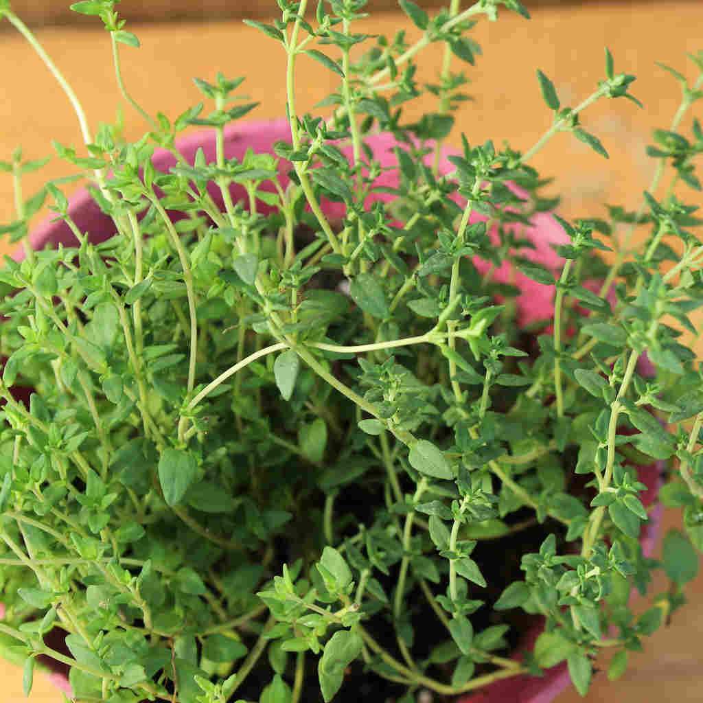 Thyme - McKenzie Seeds - Image 4