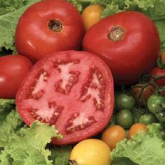 Tomato Beefsteak Bush - McKenzie Seeds - Image 2
