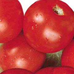 Tomato Sub Arctic Plenty - McKenzie Seeds - Image 2