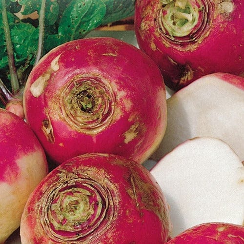 Turnip Purple Top White Globe - McKenzie Seeds - Image 3