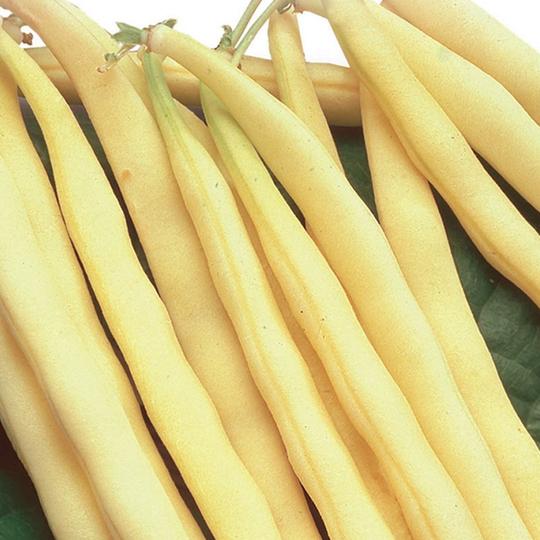 Bean Kentucky Wonder Wax (Pole) - McKenzie Seeds - Image 2