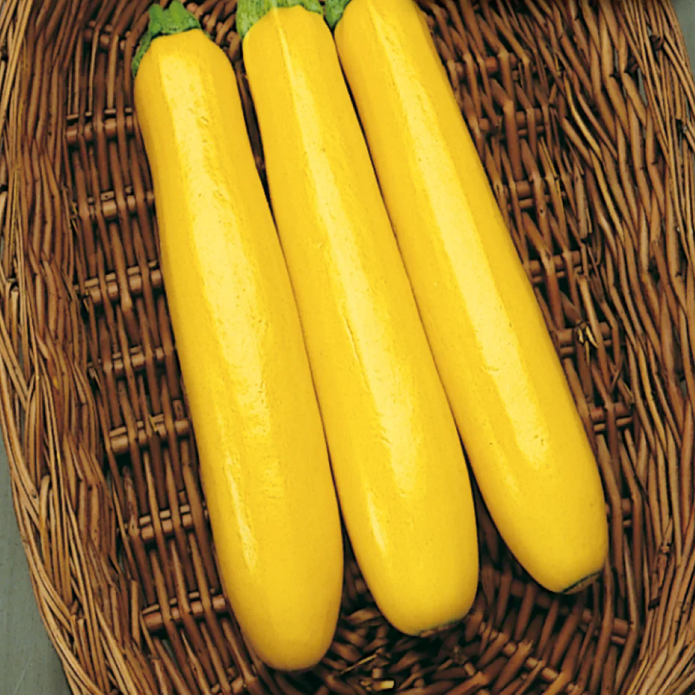Zucchini Gold Rush - McKenzie Seeds - Image 3