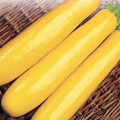 Zucchini Gold Rush - McKenzie Seeds - Image 4