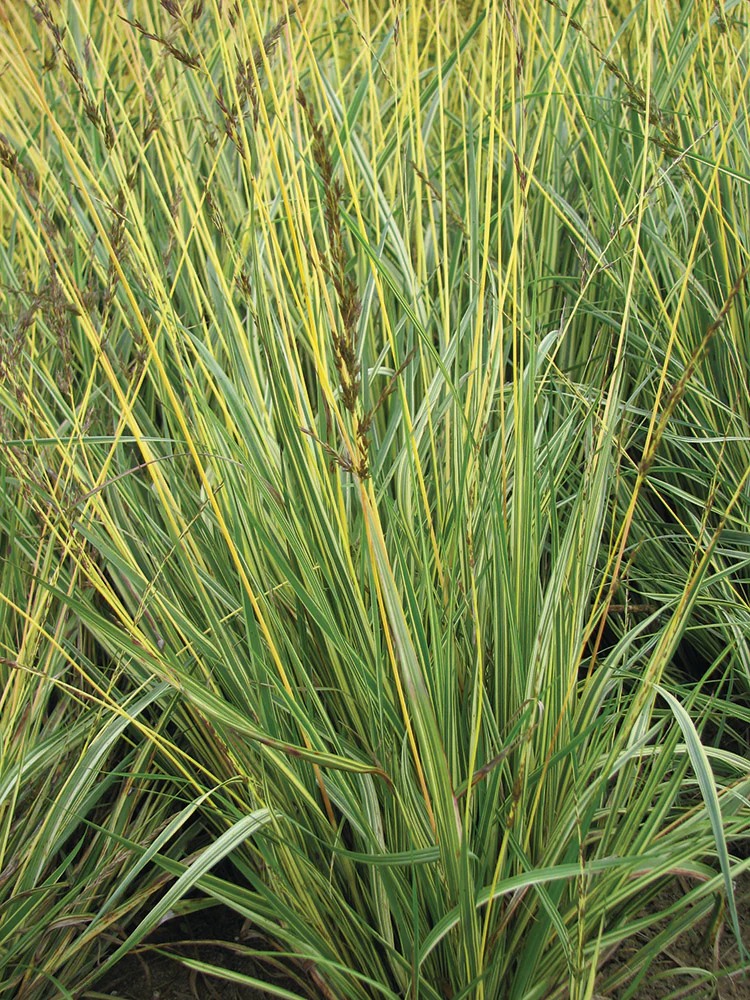 Molinia caerulea - Variegata 1 Pack - Image 2