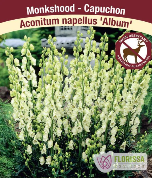 Monkshood - Album, 1 Pack