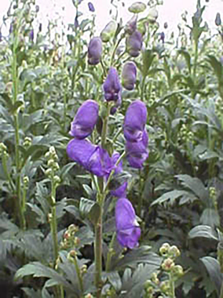Monkshood - Arendsii, 1 Pack - Image 2