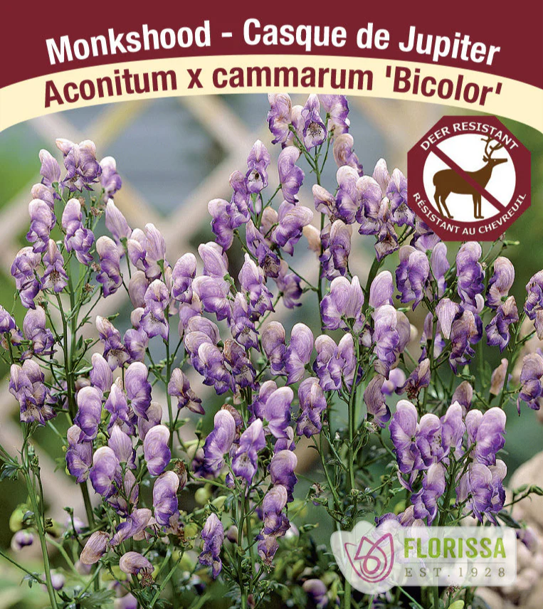 Monkshood - Bicolour, 1 Pack