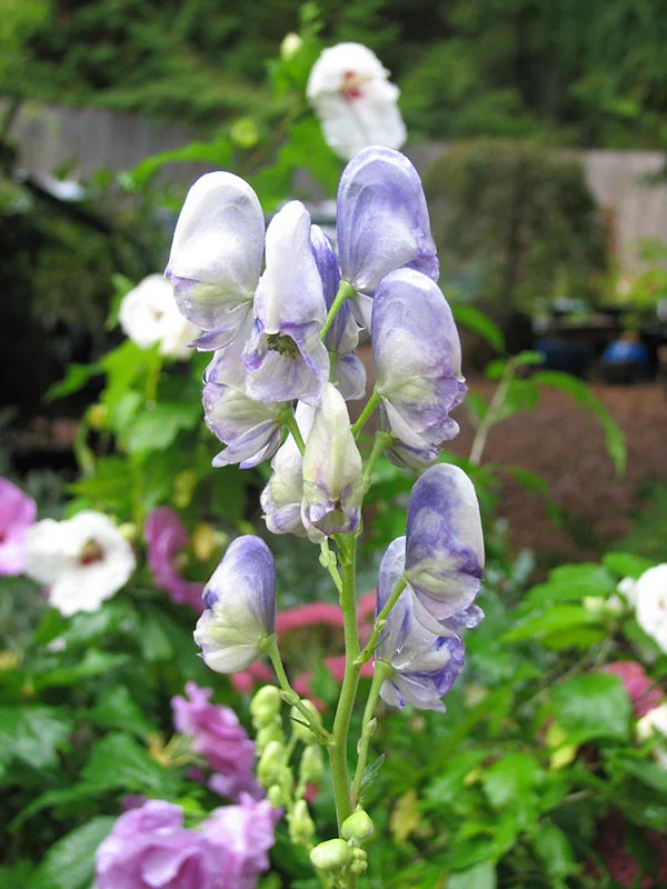 Monkshood - Bicolour, 1 Pack - Image 2
