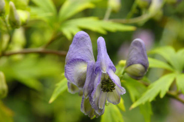 Monkshood - Cloudy, 1 Pack - Image 4