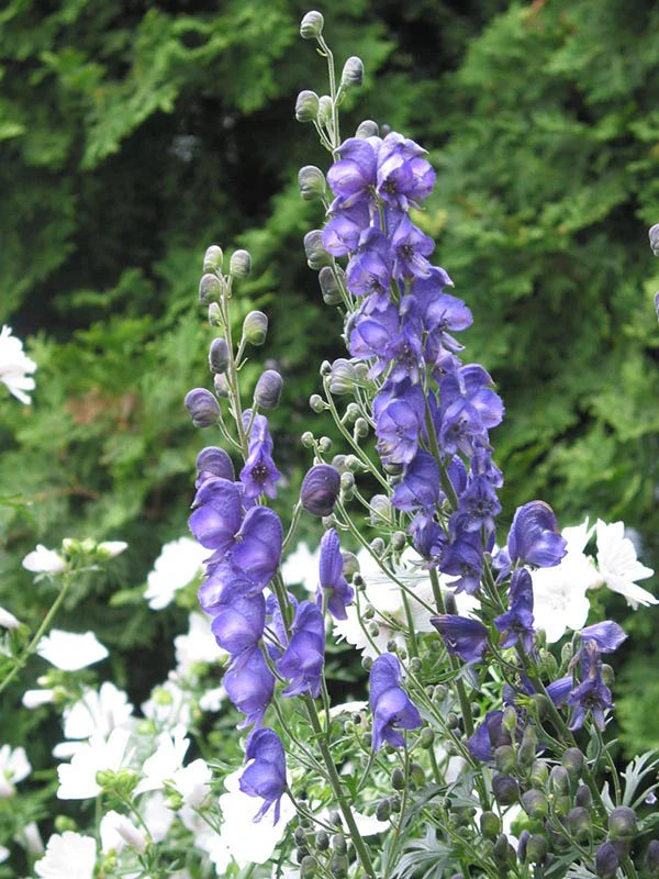 Monkshood - Napellus, 1 Pack - Image 2