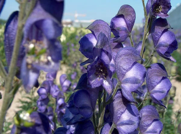 Monkshood - Napellus, 1 Pack - Image 3