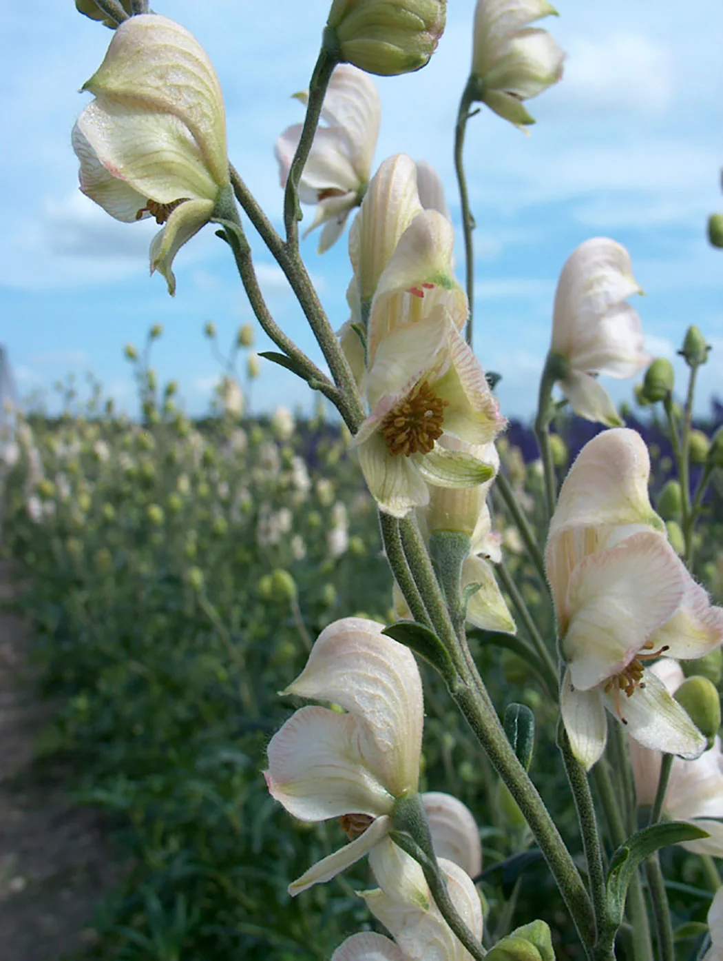 Monkshood - Rubellum, 1 Pack - Image 2