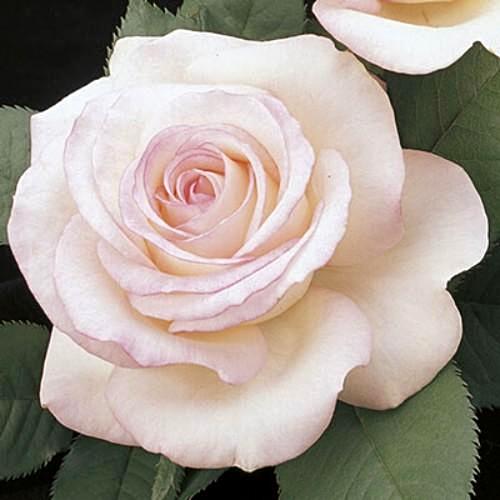 Moonstone - Weeks Rose - Image 2