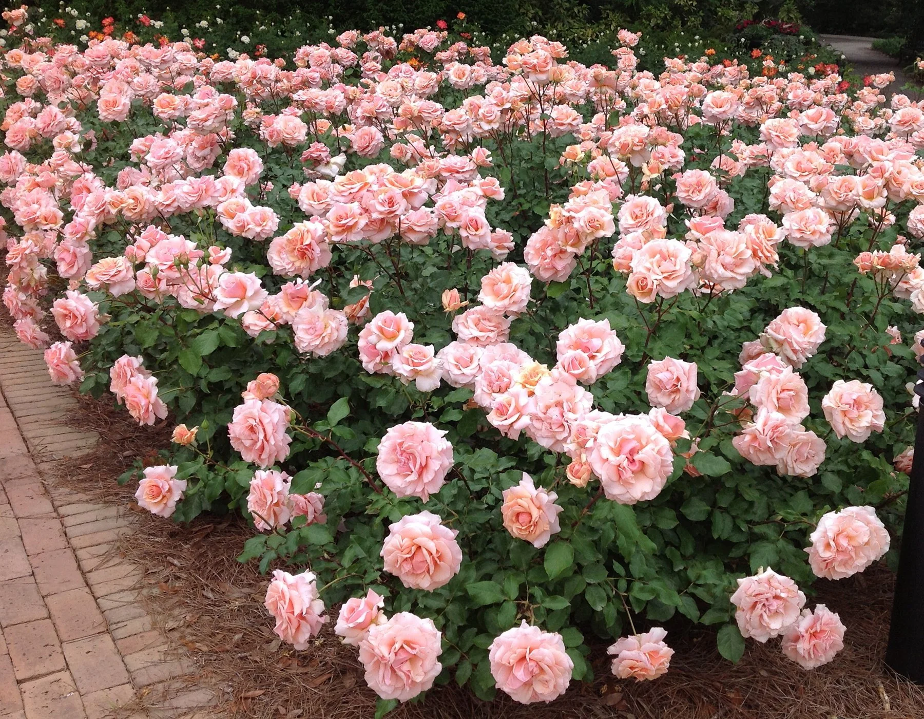 Mother of Pearl® - Star Roses and Plants - Image 2