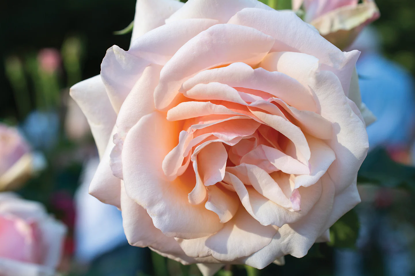 Mother of Pearl® - Star Roses and Plants - Image 3