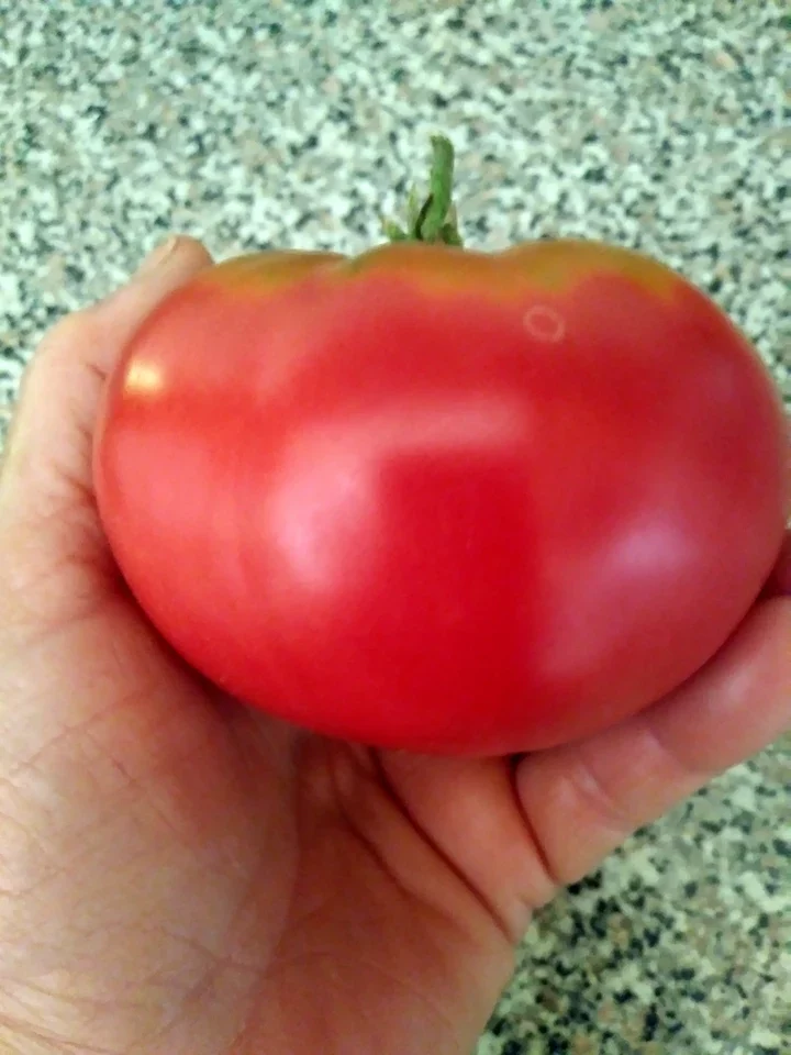 Mrs. Benson Beefsteak Tomato - Eagleridge Seeds