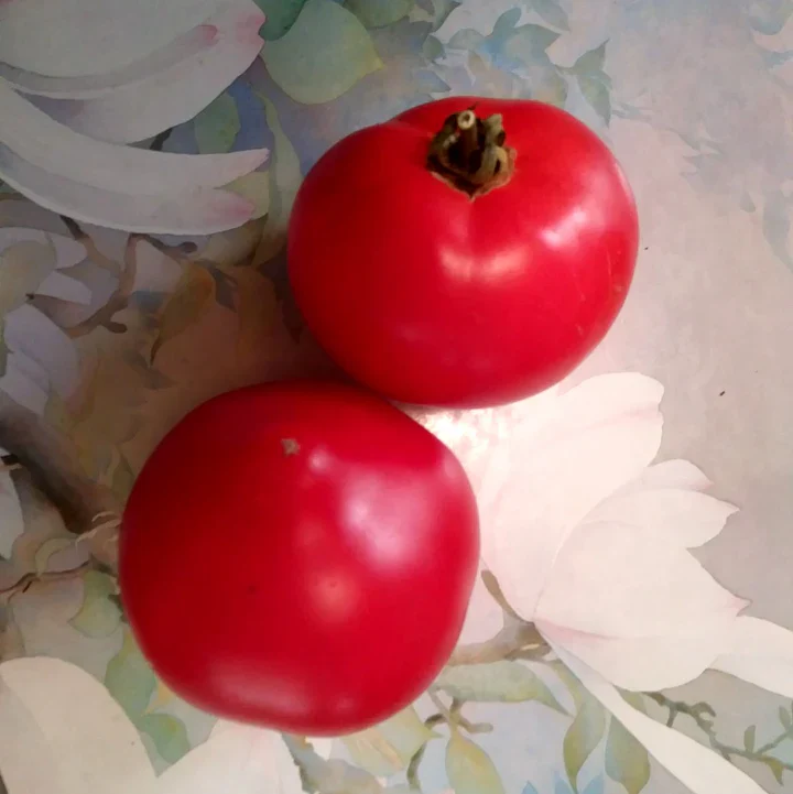 Mule Team Bush Tomato - Eagleridge Seeds