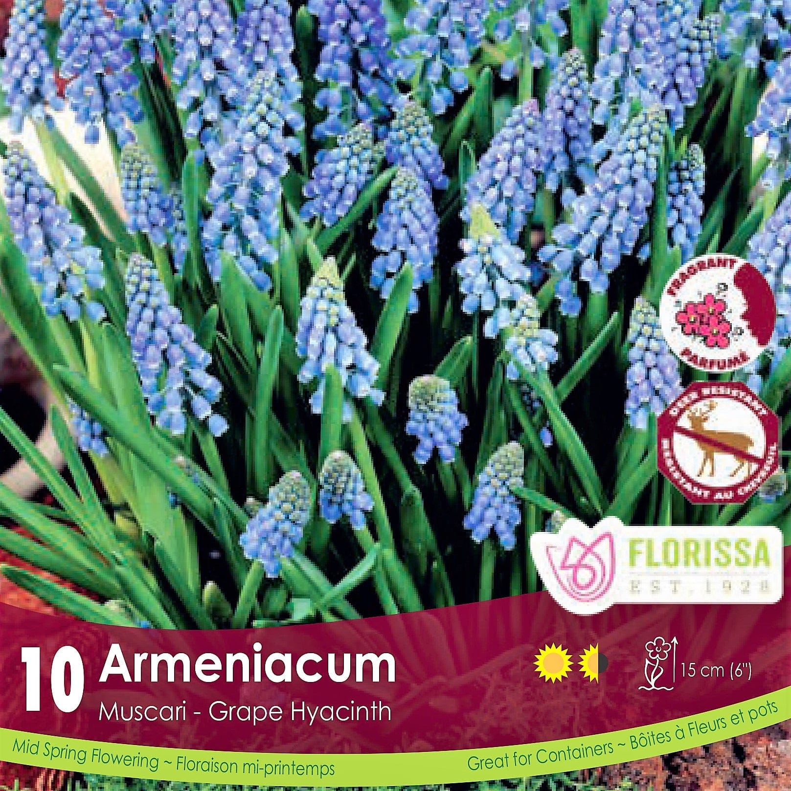 Muscari - Armeniacum, 10 Pack