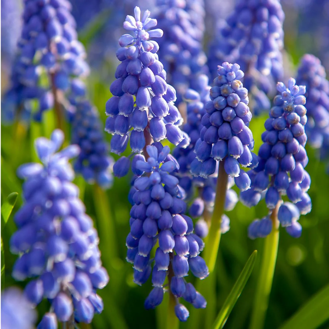 Muscari - Armeniacum, 10 Pack - Image 2
