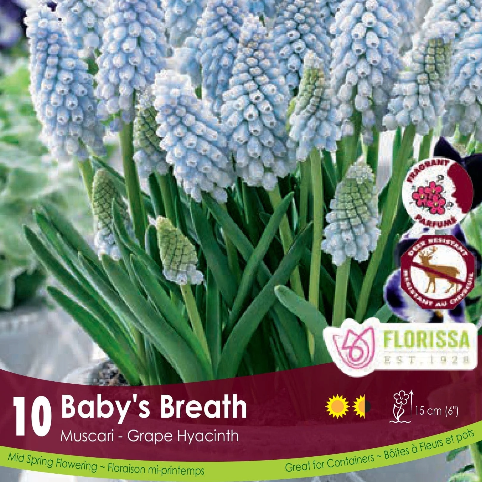 Muscari - Baby's Breath, 10 Pack